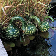 Thompson and morgan Swan Gourd Children's Seeds