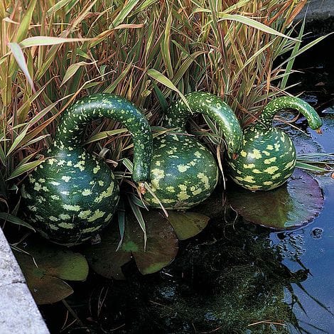 Thompson and morgan Swan Gourd Children's Seeds