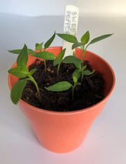 Gardening for Kids Sweet Peppers Growing Pot