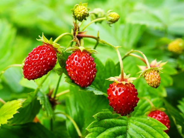 Wild Alpine Strawberry Wildflower Growing Kit with Pot — Gardening