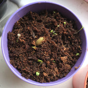 Gardening for Kids Wildflower Garden Growing Kit