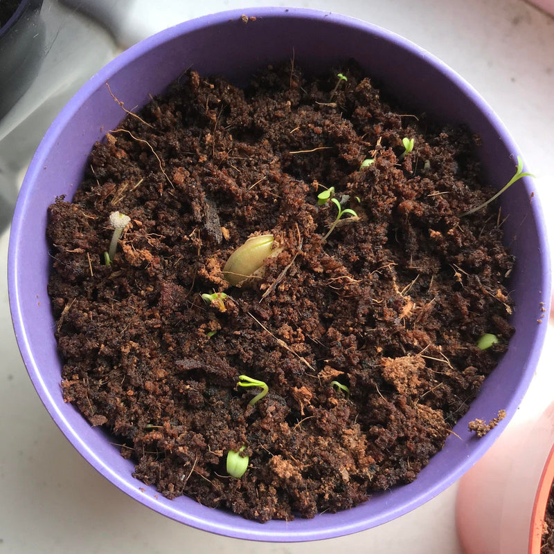 Gardening for Kids Wildflower Garden Growing Kit