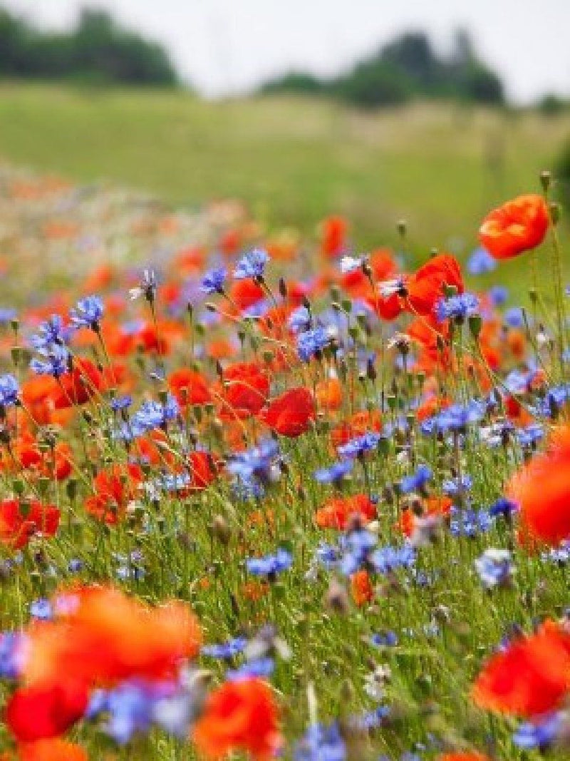 Gardening for Kids Wildflower Garden Growing Kit