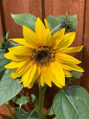 Gardening for Kids Yellow Sunflower Growing Kit with Pot