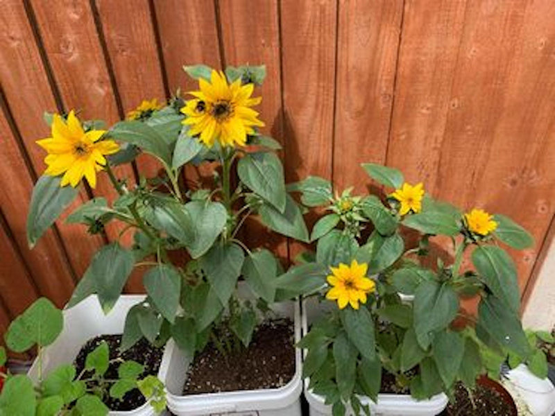 Gardening for Kids Yellow Sunflower Growing Kit with Pot